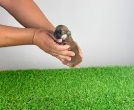 Rixi - Pomeranian Cățeluș de vânzare