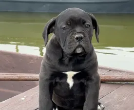 Sonja - Cane Corso Italiano Puppy for sale