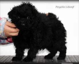 Pörgelóci Liliomfi - Puli Cucciolo in vendita