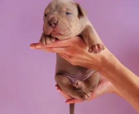 Lilac Tricolor Male 1 - American Bully - XL Szczenię na sprzedaż