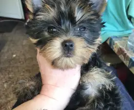 Ofélia - Yorkshire Terrier eladó kiskutya