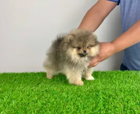 Fee - German Pomeranian Spitz Puppy for sale