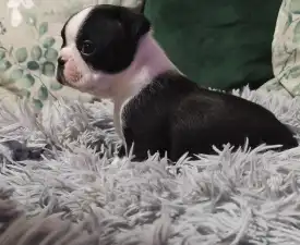 Gina - Boston Terrier eladó kiskutya