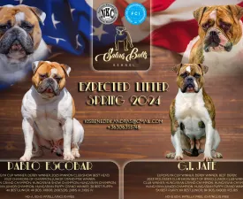 C-Alom - American Bulldog Puppy for sale