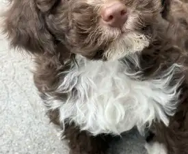 Csoki - Romagna Water Dog Puppy for sale