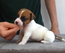 Xyra - Jack Russell Terrier Puppy for sale