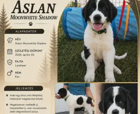 Aslan - Landseer eladó kiskutya