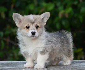 Hóvirág - Pembroke Welsh Corgi eladó kiskutya