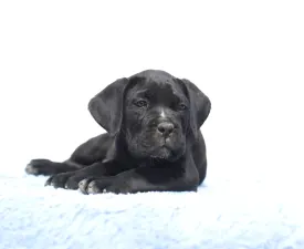 Chester - Cane Corso eladó kiskutya