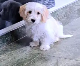 Havas - Havanese eladó kiskutya