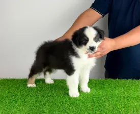 Jimbo - Ausztrál juhászkutya eladó kiskutya