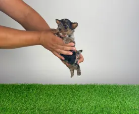 Boxy - Yorkshire Terrier Puppy for sale