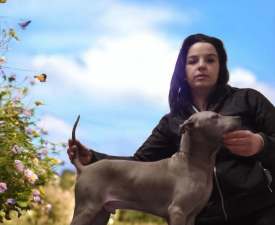 Bloom Wild-romance Of Chiang Exotic Wolfs - Thai Ridgeback Dog Puppy for sale