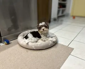 Quentin (biro) - Biewer Terrier Cățeluș de vânzare