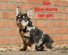 Zoe  - French Bulldog Puppy for sale