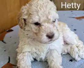 Ürömi Szarvasgombász Hetty - Romagna Water Dog Puppy for sale