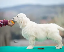 Brown Boy - Golden Retriever Puppy for sale