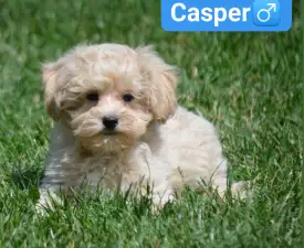 Casper - Maltipoo eladó kiskutya