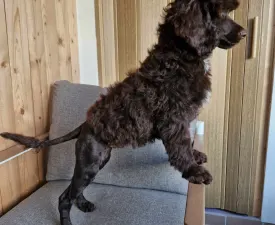 Astor - Portuguese Water Dog Puppy for sale