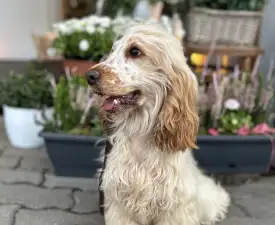 Leona - English Cocker Spaniel Puppy for sale