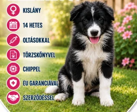 Brooke Fmg - Border Collie Chiot à vendre