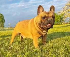 Spike - Bulldog francese Cucciolo in vendita