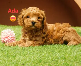 Ada - Poodle Miniature Puppy for sale