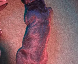 Blaze - Cane Corso Italiano Puppy for sale