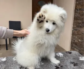 Aurora-zoe Snowcrystals Of Victoria  - Samojed Štěně na prodej