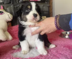 Black Tri Kan/ Male Nbt - Australian Shepherd Puppy for sale