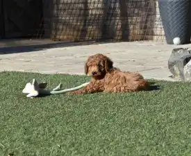 Bravados Lime - Poodle Miniature Puppy for sale