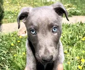 Skyeone - Greyhound Angebotener Welpe