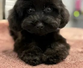 Dixie ( Toy Size ) - Törpe uszkár eladó kiskutya