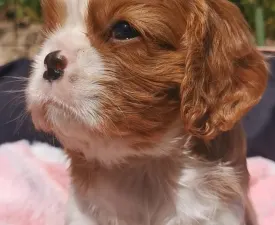 Ilka - Cavalier King Charles Spaniel Cucciolo in vendita