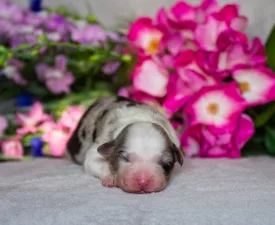 Winstead Loyal Dozer - Australian Shepherd Angebotener Welpe