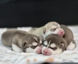 Fehér  - Sibiřský husky Štěně na prodej