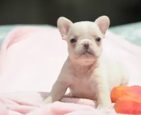 Elke - Francia bulldog eladó kiskutya