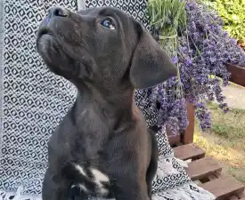Blaze - Cane Corso Italiano Angebotener Welpe