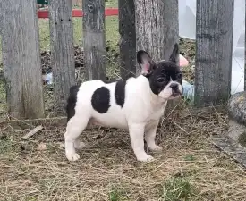 Isabell - Französische Bulldogge Angebotener Welpe