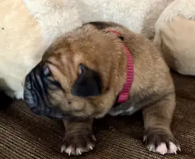 Samson - Cane Corso eladó kiskutya