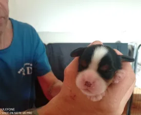 Guru - Cavalier King Charles Spaniel Puppy for sale