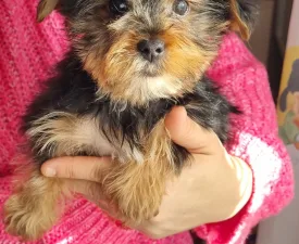 Jáde - Yorkiepoo Puppy for sale