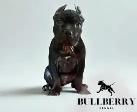 Youngberry - American Bully - Standard Angebotener Welpe