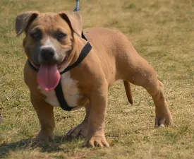 Bbb.szimba - American Bully - Pocket Angebotener Welpe