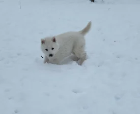 Smaragd Of Polar Moonlights - Siberian Husky Puppy for sale