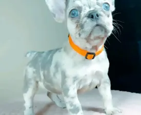 Amina  - French Bulldog Puppy for sale