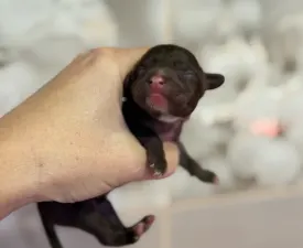 Sable Hairless Girl - Chinese Crested Dog eladó kiskutya