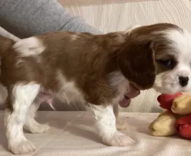 Ashton - Cavalier King Charles Spaniel Angebotener Welpe