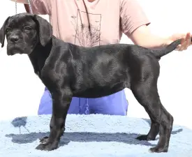 Ciara - Cane Corso eladó kiskutya