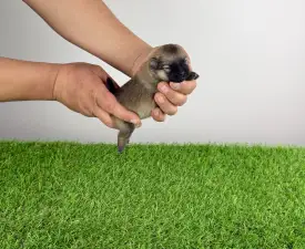 Amina - Pomeranian eladó kiskutya